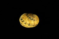 藏品(虛線蜑螺)的圖片